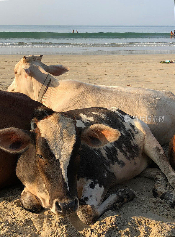 这是三头慵懒的野生圣牛在印度果阿的旅游海滩/度假胜地睡觉，在棕色和白色的沙滩上晒太阳